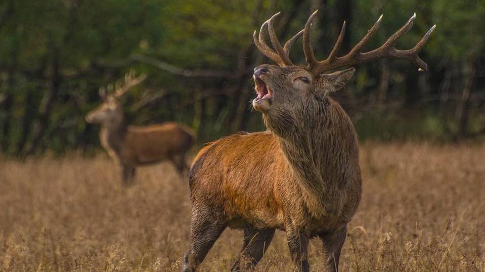 Episode 19: Irish Deer Commission with Damien Hannigan