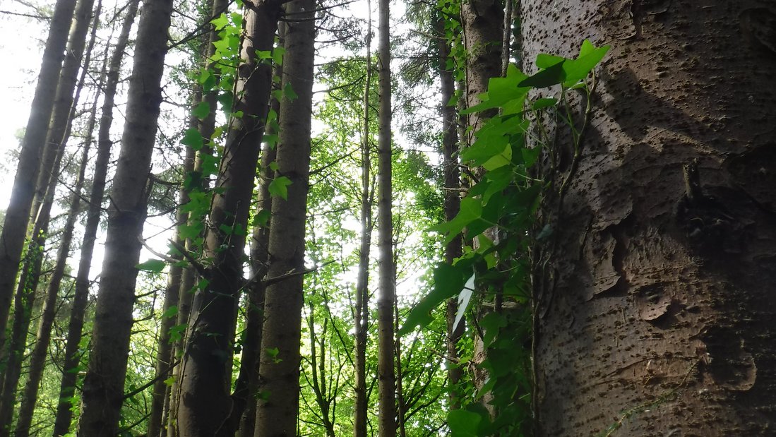 Episode 29: Forestry and Native Woodlands with Ciaran Nugent