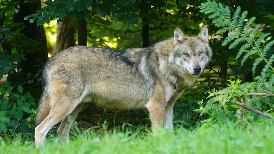Wolves and foxes