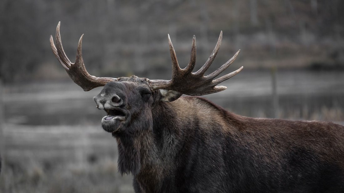 Episode 40: Pleistocene Megafauna with Richard Doran Sherlock