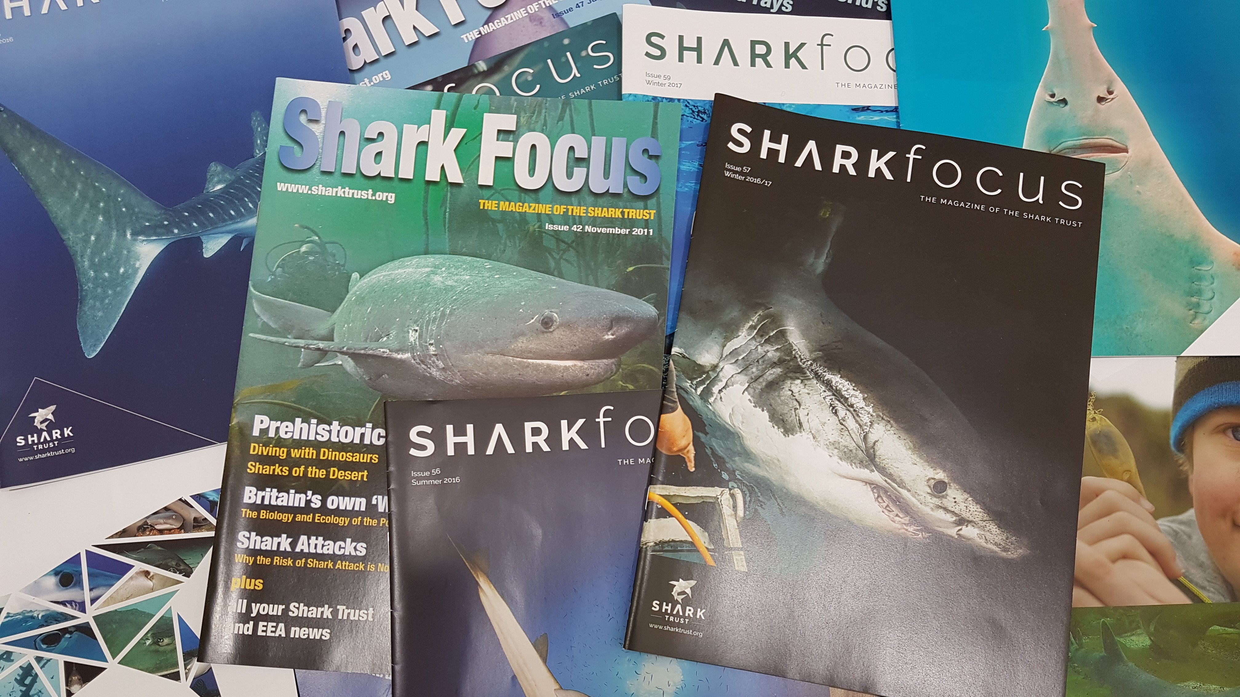 Episode 46: Shark Trust with Ali Hood