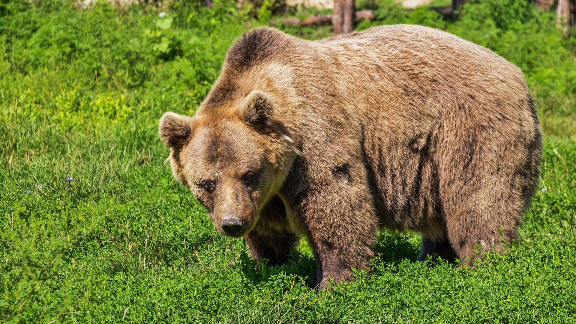 Episode 75: Rewilding Ireland