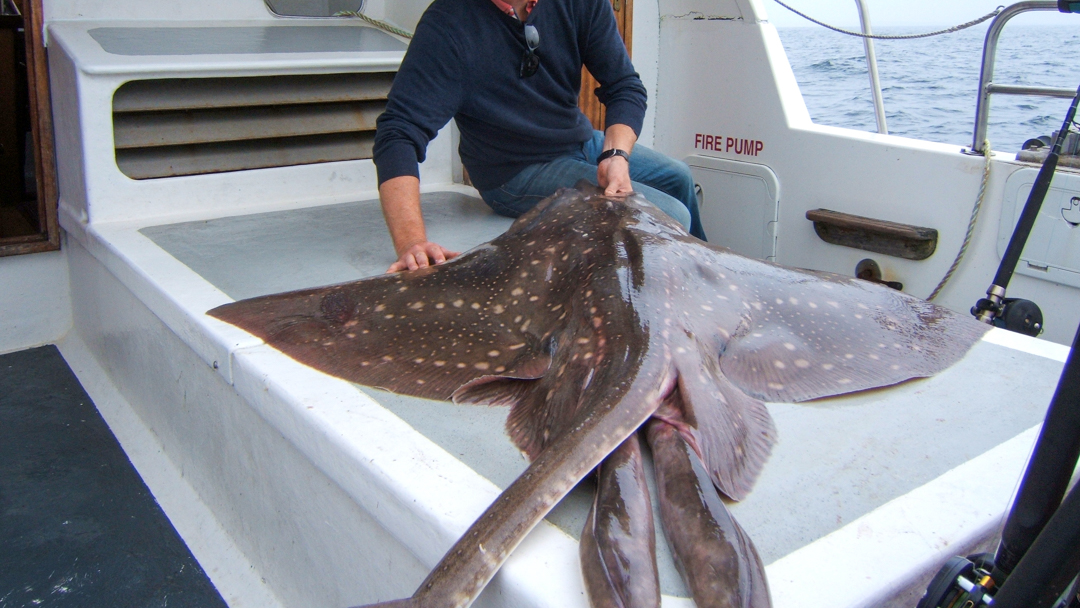 Episode 81: Skates and Marine Rewilding with Patrick Collins