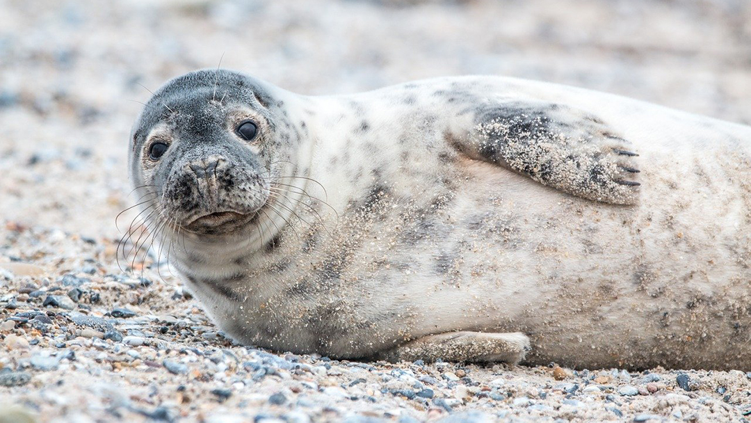Episode 83: Tracking Seals with Sam L Cox
