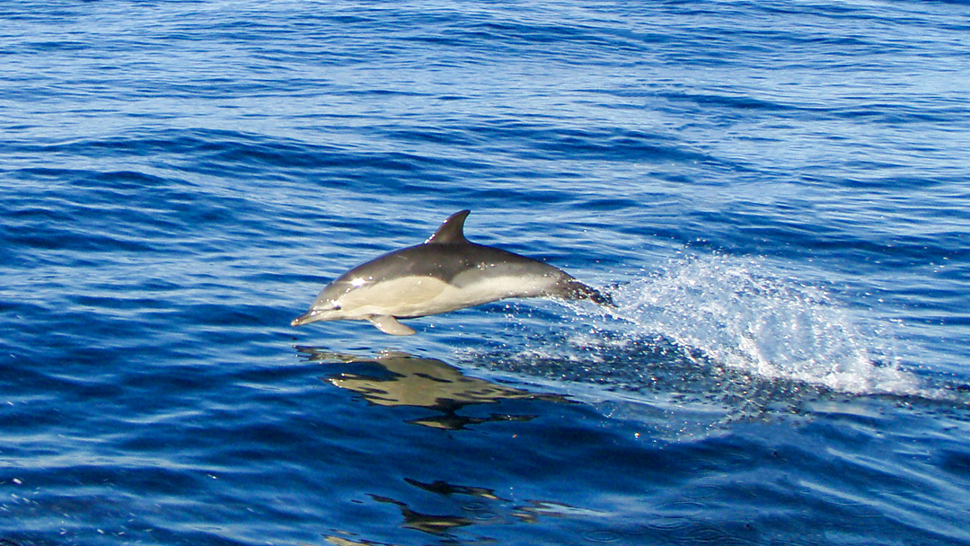 Episode 87: Irish Whale and Dolphin Group with Pádraig Whooley