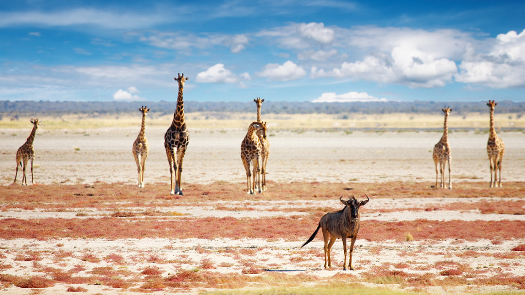 Episode 94: African Big Game with Steve Scott