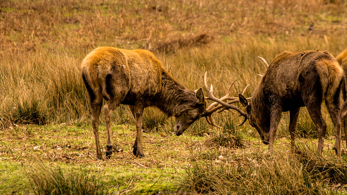 Episode 119: Land and Deer Management in Scotland with Megan Rowland