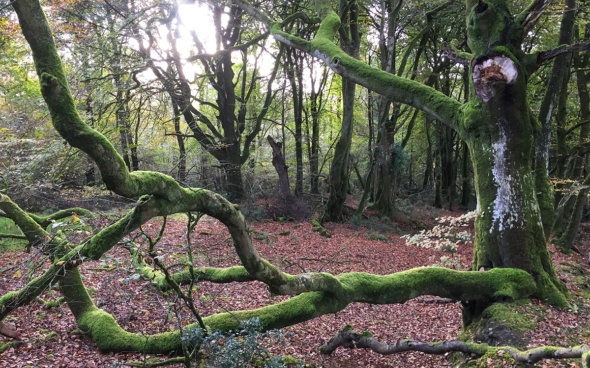 128: Rhythms of Nature with Ian Carter