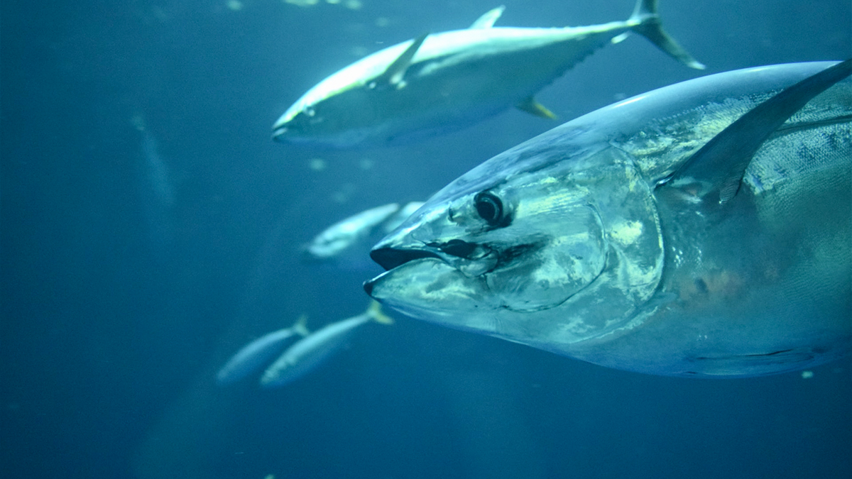 The Demise and Recovery of The Atlantic Bluefin Tuna