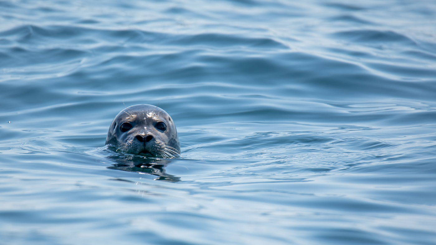 Seal Cull in Ireland