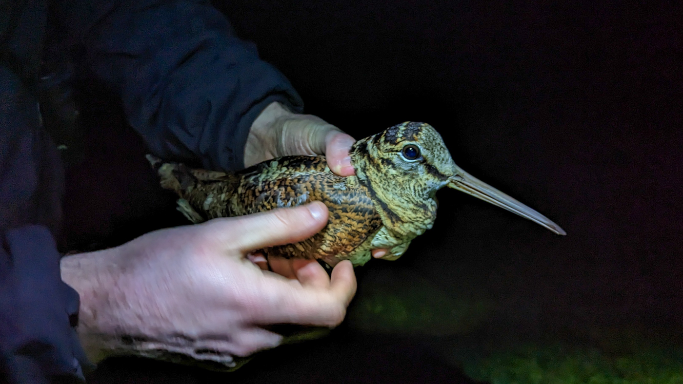 147: Woodcock Research and Hunting with James O’Neill