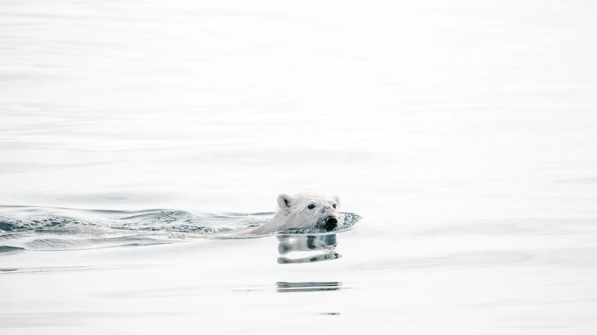 Are Polar Bears Going Extinct or Are Their Populations Doing Better Than Ever?