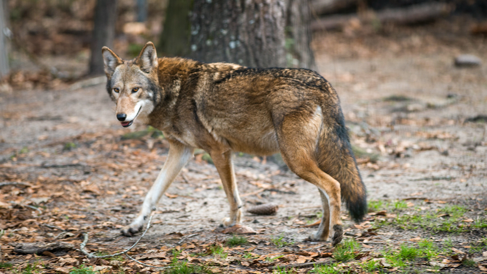 157: Is The Red Wolf a Real Species? Conversation with Peter Brewitt