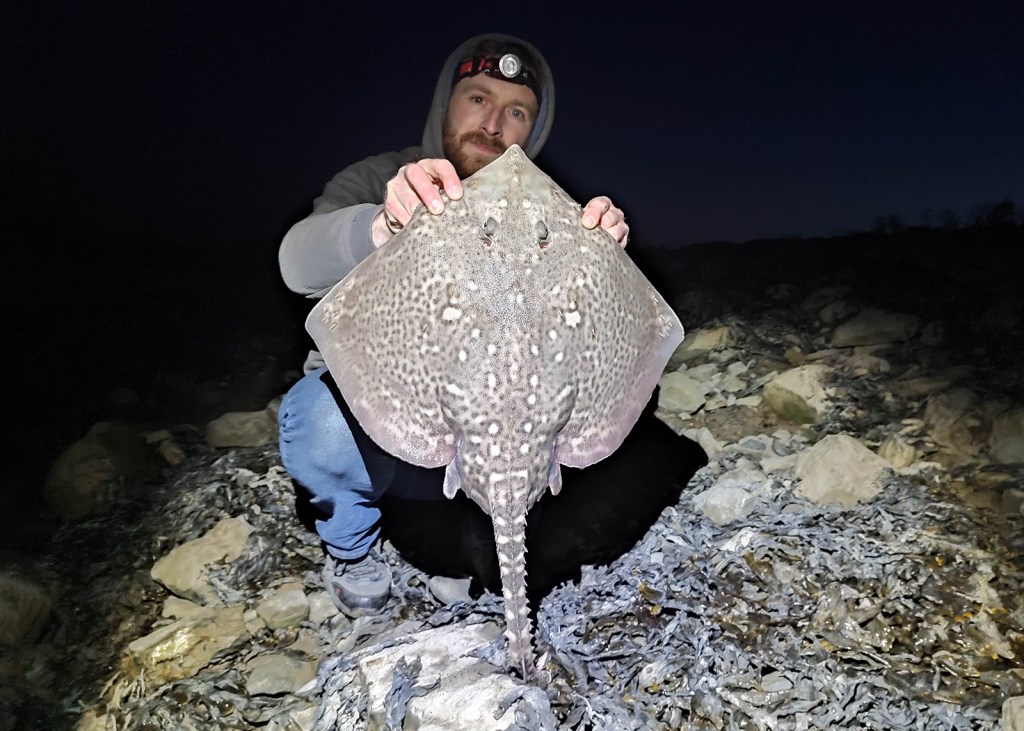 Shore caught Thornback Ray captured by Ian O'Grady (Shannon Estuary, March 2022)