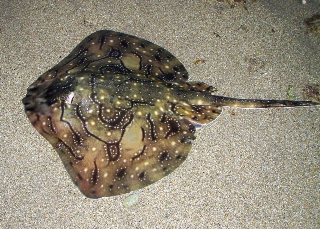 Shore caught Undulate Ray captured by Tommy Serafinski (Tralee Bay, August 2012)