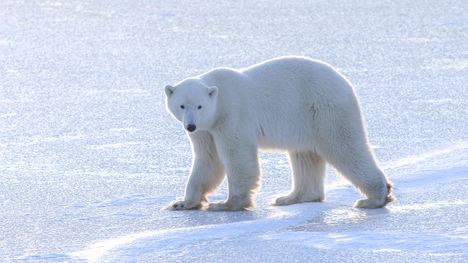 159: Polar Bears in a Warming World with Andrew Derocher