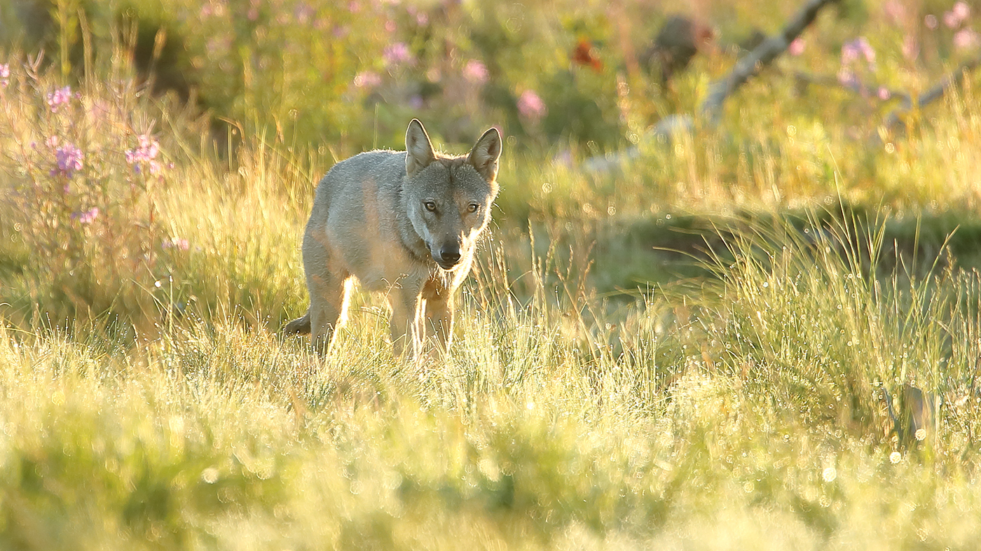 The EU Review of Wolf Protection Status – A Five-Episode Exclusive