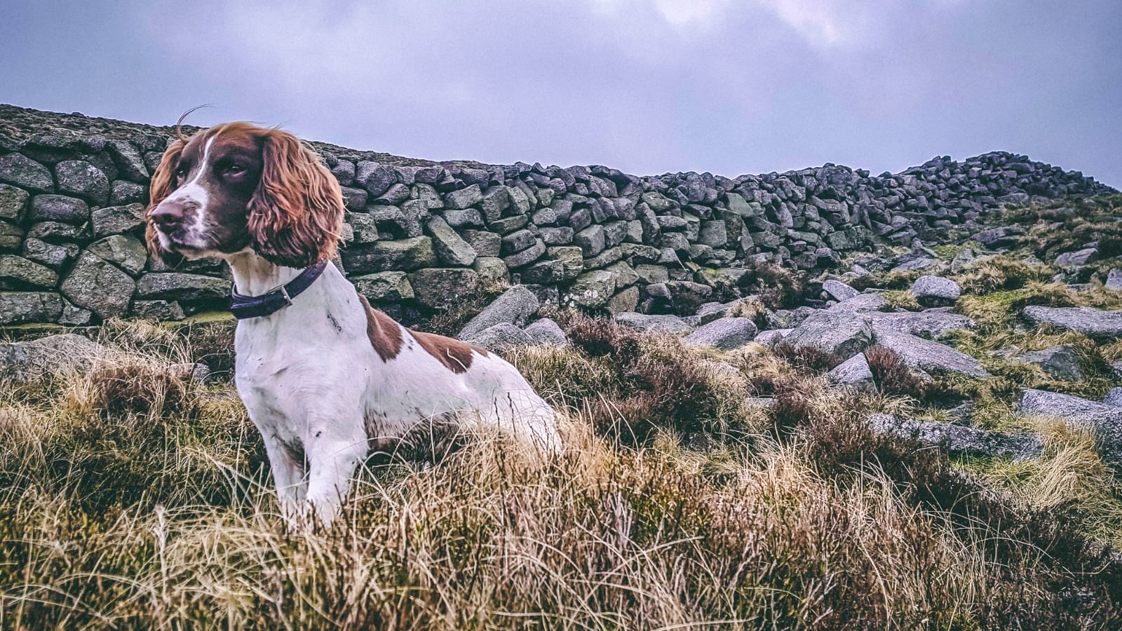 167: Conservation Detection Dogs with Caroline Finlay