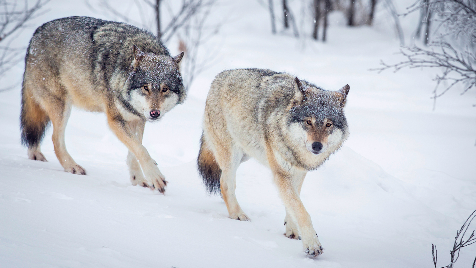 168: Coexistence with Wolves in Estonia with Helen Arusoo
