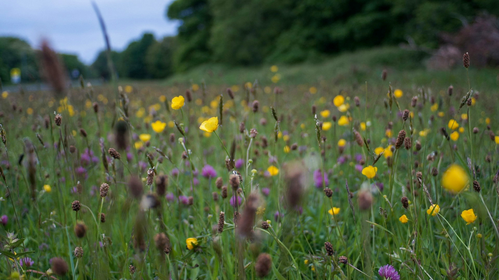 170: EU Biodiversity Strategy 2030 with Frank Vassen