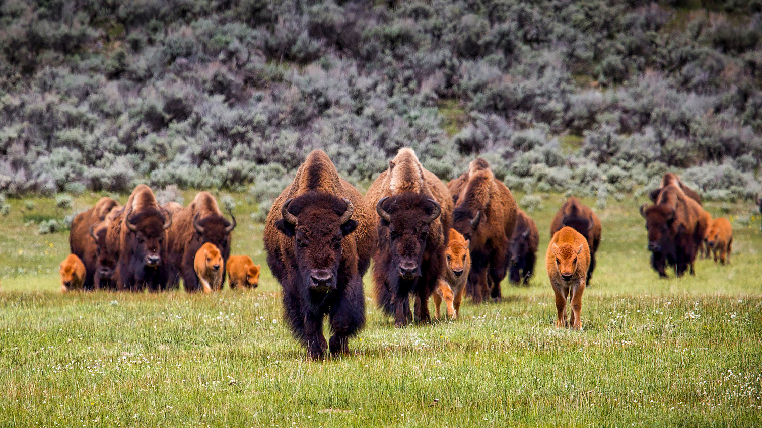 171: Rewilding with Steve Carver