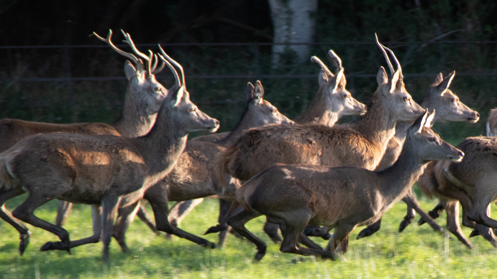Deer Hunting Season 2024 Extended