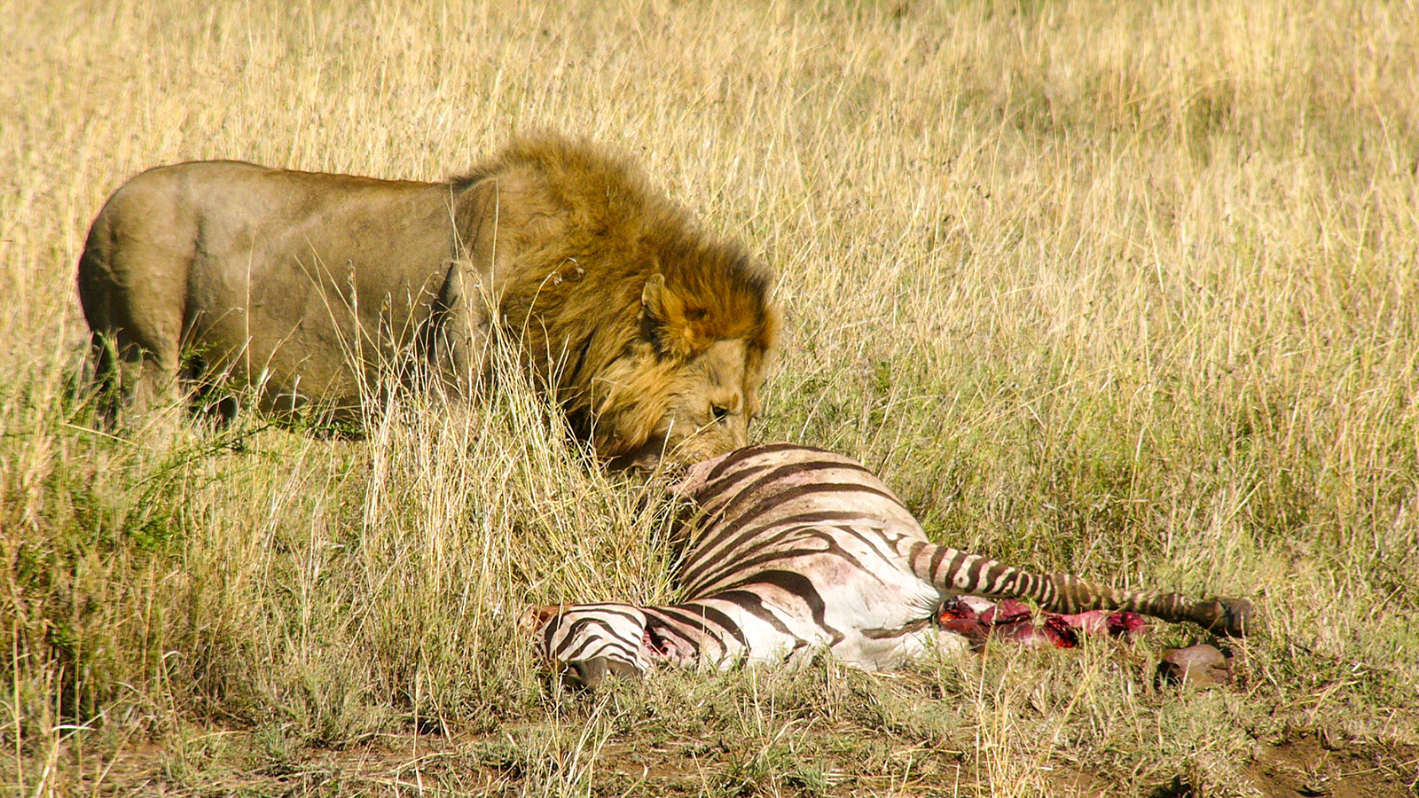 176: Invasive Ants Impact Lion Predation on Zebras, with Adam T. Ford