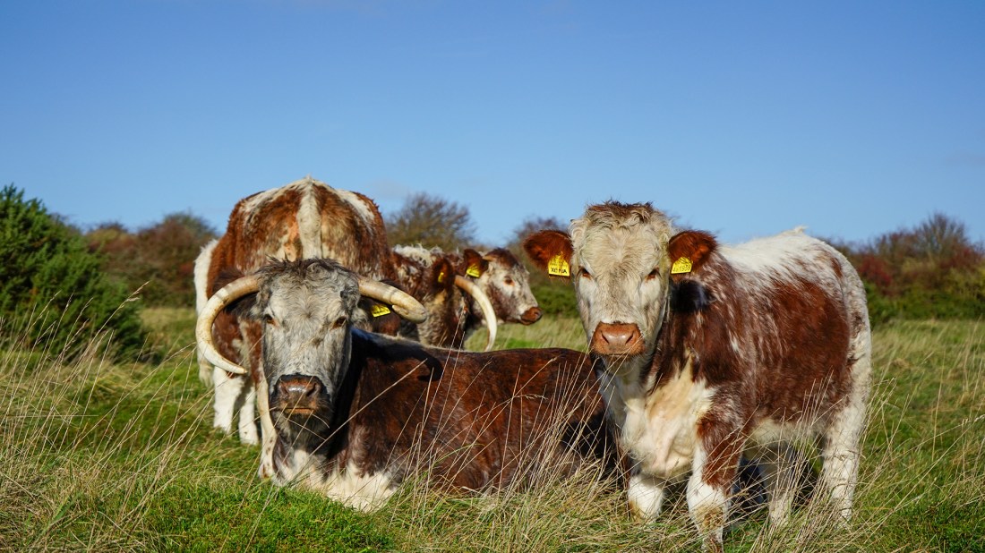 English Longhorn cattle in a grassy field. On the left, a cow with large curved horns stands prominently, its brown and white patched coat visible. To the right, another cow with a lighter coat and yellow ear tag looks directly at the camera. Behind them, two more cattle can be seen grazing. The background shows a clear blue sky and autumn trees, creating a pastoral countryside scene.
