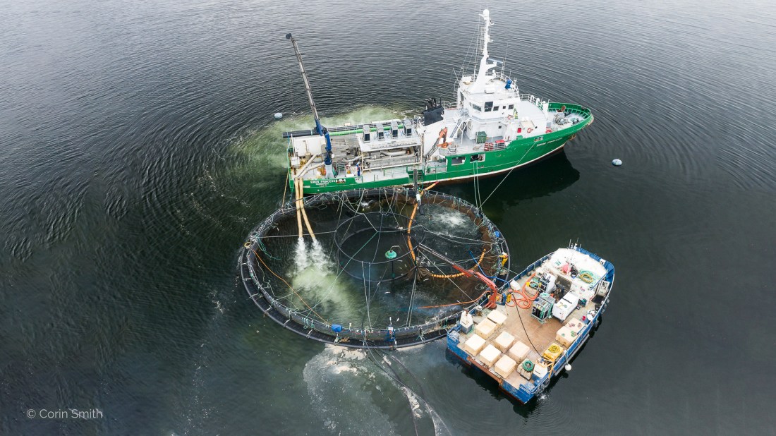 An aerial view of an industrial aquaculture operation showing two vessels working at a large circular fish farm pen. The main vessel is painted green and white and appears to be a well boat or service vessel, positioned alongside the fish farm cage. A smaller blue work boat is also visible. The circular fish farm pen is constructed with black floating pipes and netting, with visible water movement/aeration within the pen. The scene is captured from above, showing the vessels and infrastructure clearly against dark water. Photo supplied by and courtesy of Corin Smith. Copyright Corin Smith.