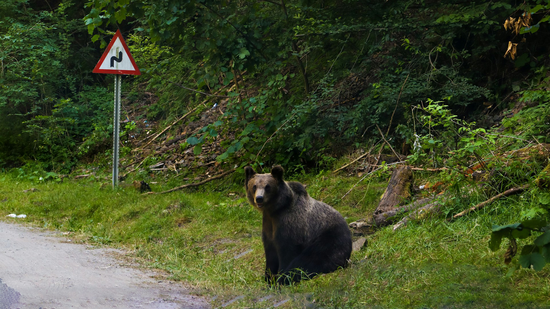 193: Human-Wildlife Conflict – Romanian Bears and African Elephants with Jens Ulrik Høgh