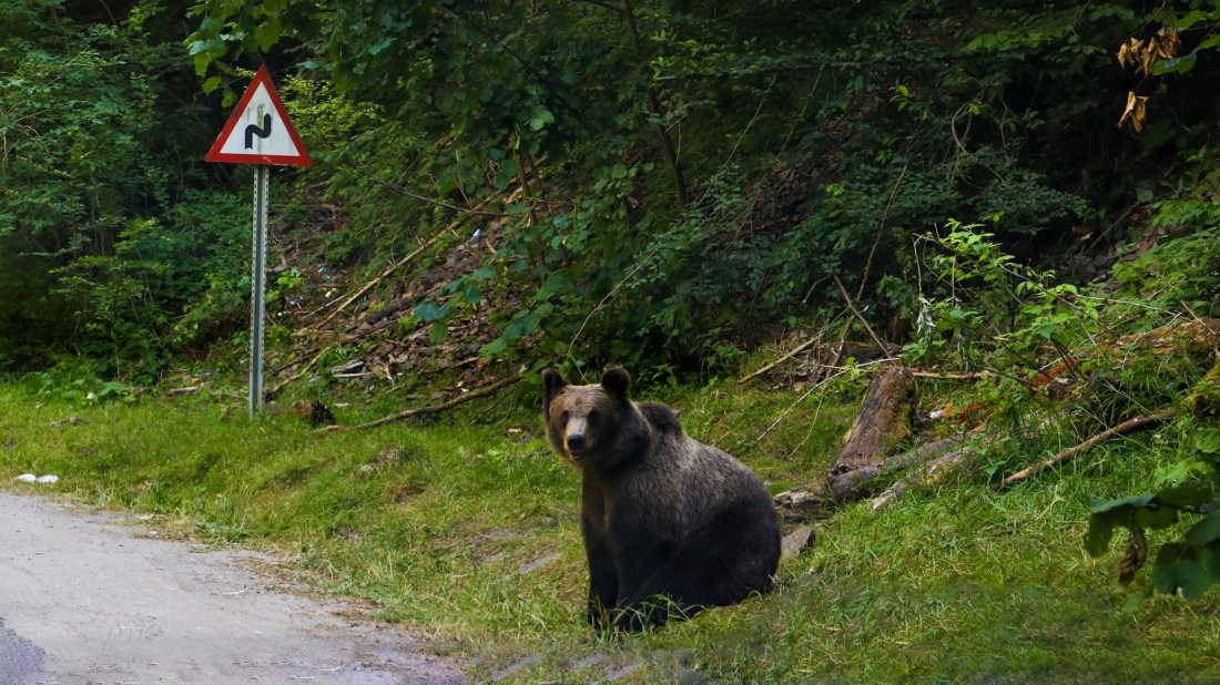 Bear on the side of the road at the Transfagarasan road in Arges county, Romania. Photo by Fermoar.ro on Unsplash