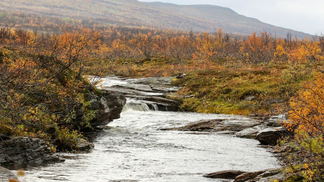 A rocky river with small waterfalls flowing through an autumn landscape in Finnmark, Norway. The scene is framed by birch trees with golden-yellow leaves, whilst rugged mountains form the backdrop. The river cascades over dark bedrock, creating white rapids. Photo by Arvid Høidahl on Unsplash.