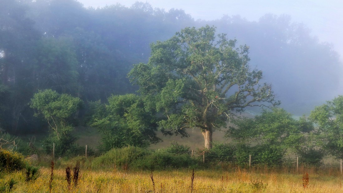 The image shows a misty rural landscape with a prominent oak tree in the foreground. The scene is bathed in fog, creating a dreamlike atmosphere as the mist hangs over the meadow. In the foreground, there's tall golden grass interspersed with some wildflowers or weeds. Behind this is a wire fence with wooden posts marking a boundary. The oak tree stands majestically in the middle ground, with a full, spreading canopy of green leaves. Around it are other smaller trees and shrubs, partially obscured by the fog. The background shows more trees fading into the dense fog, giving the whole scene a layered, atmospheric quality. The lighting suggests early morning, with the fog likely to burn off as the day progresses. The overall impression is one of peaceful countryside, possibly in Britain or Ireland, with the characteristic hedgerows and field boundaries visible through the mist.