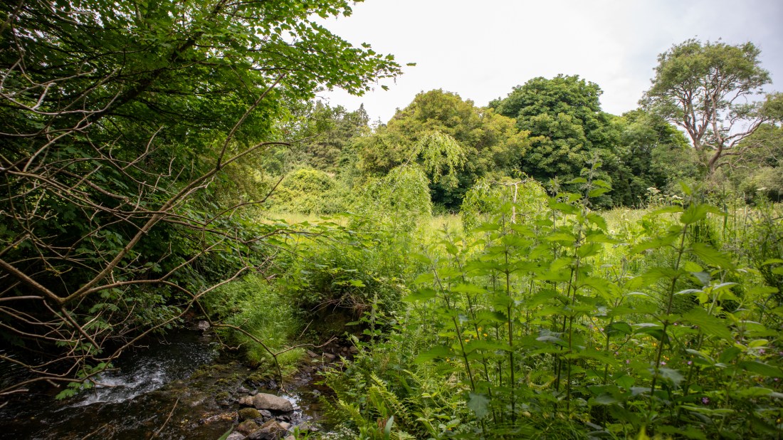 This image shows a lush, verdant riverside scene with dense vegetation and mature trees. In the foreground, a small stream or river flows over rocks and stones, creating a natural waterway. The banks are thick with green foliage, including what appears to be large-leafed plants and various shrubs. Towering above are established trees with full canopies, creating a layered woodland environment. The scene has the characteristic emerald green appearance of Irish countryside, with the rich, saturated colours that come from frequent rainfall and mild temperatures. The lighting suggests either early morning or late afternoon, with soft natural light filtering through the tree canopy. The overall composition captures the wild, untamed beauty of Ireland's natural landscapes, where waterways wind through dense woodland and native vegetation flourishes.