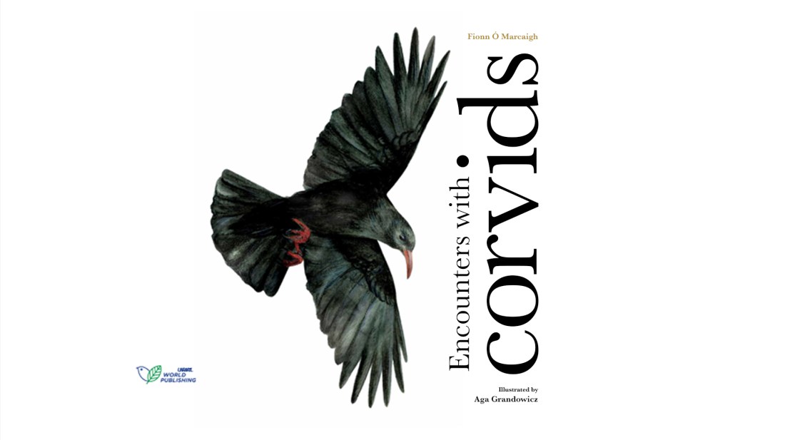 This image shows the cover of a book titled "Encounters with Corvids" by Fionn Ó Marcaigh, illustrated by Aga Grandowicz. The cover features a striking black corvid (likely a crow or raven) in flight against a white background, with its wings spread wide and red-orange colouring visible on parts of its head and beak. The bird is captured mid-flight, creating a dramatic and dynamic composition. The title text is arranged vertically along the right side in large, bold black lettering, with the author's name at the top and illustrator's credit at the bottom. A small publisher's logo for "World Publishing" appears in the bottom left corner. The overall design is clean and minimalist, allowing the beautiful illustration of the corvid to be the focal point of the cover.