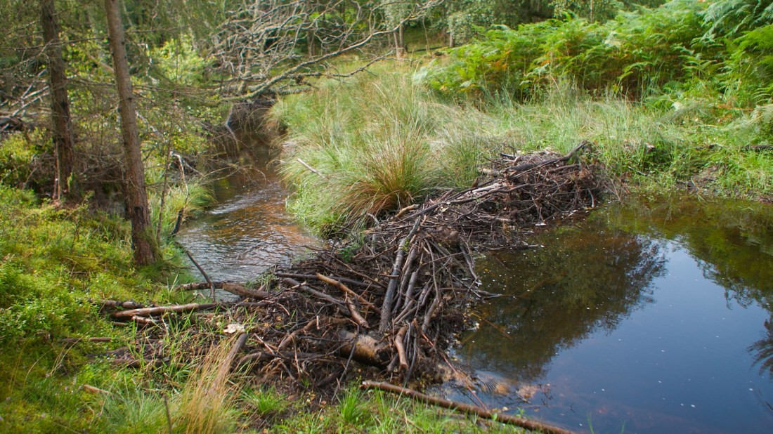 This image shows a beaver dam in a natural woodland setting. The dam is constructed from intricately woven branches, twigs, and logs that the beavers have gathered and arranged to block the flow of a small stream or creek. You can see how the structure has created a pond on one side, with calm, reflective water, whilst on the other side there's still flowing water continuing downstream.