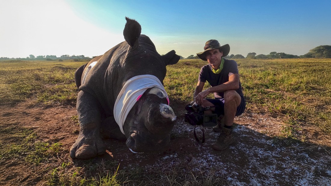 A wildlife researcher or veterinarian kneels beside a sedated rhinoceros in an African savanna setting. The rhino is lying on its side with white bandaging wrapped around its head area where its horns have been removed as part of anti-poaching conservation efforts. The person, wearing a wide-brimmed hat, dark shirt, and shorts, appears to be monitoring the animal during the dehorning procedure. The scene takes place during golden hour with expansive grasslands stretching to the horizon under a partly cloudy sky, creating a dramatic backdrop for this crucial wildlife conservation work aimed at protecting rhinos from poachers.