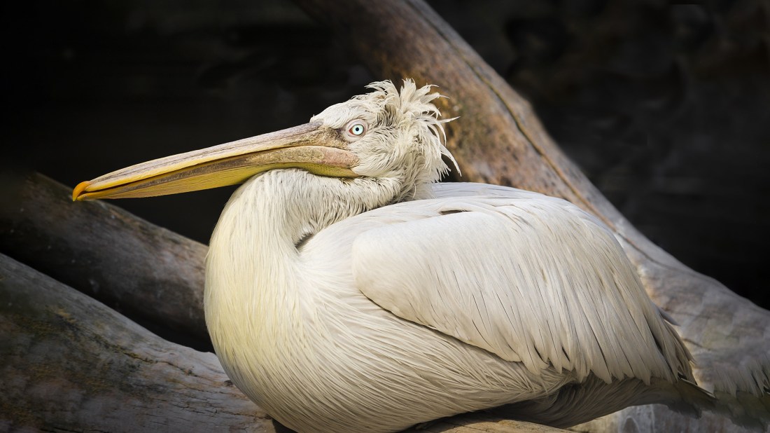 A large pelican with distinctive dishevelled, cream-coloured plumage rests on weathered wooden logs. The bird displays its characteristic enormous pale yellow bill and bright orange eyes, with wispy feathers creating an almost comical 'bad hair day' appearance atop its head. The pelican's posture is relaxed as it sits amongst the timber, with its substantial body and wings folded naturally. The wooden logs show signs of age and weathering, creating interesting textures and lines that frame the bird. The background is softly blurred in dark tones, making the pale pelican stand out prominently in the composition.