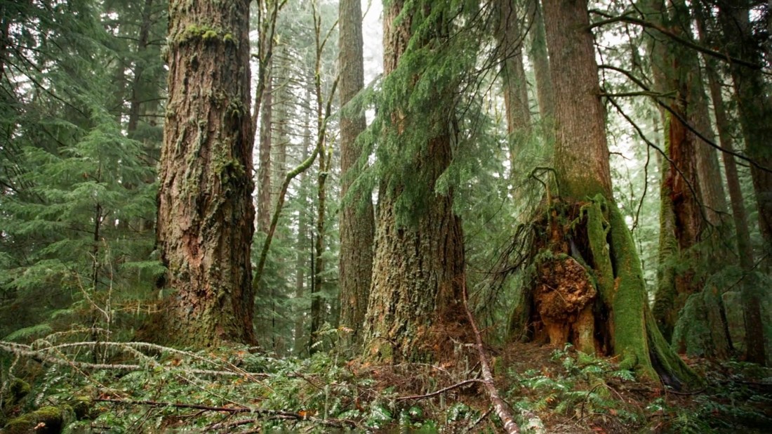 This image shows the Great North American Temperate Rainforest with its characteristic massive old-growth trees covered in vibrant green moss and lichen. The forest floor is carpeted with ferns and fallen logs in various stages of decomposition, whilst thick moss drapes the deeply furrowed bark of towering conifers. Filtered light penetrates through the dense canopy, creating a misty, ethereal atmosphere typical of this rare coastal ecosystem. The abundant moisture is evident in the lush vegetation coating nearly every surface, from standing trunks to fallen branches, demonstrating the remarkable biodiversity and ecological richness of this ancient temperate rainforest habitat.
