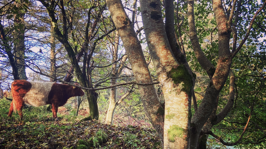 A brown and white cow grazing in a woodland setting, surrounded by silver birch trees with distinctive white bark and twisted trunks. The forest floor is covered with leaf litter and low vegetation, with dappled sunlight filtering through the canopy creating a peaceful, rural Irish landscape scene.