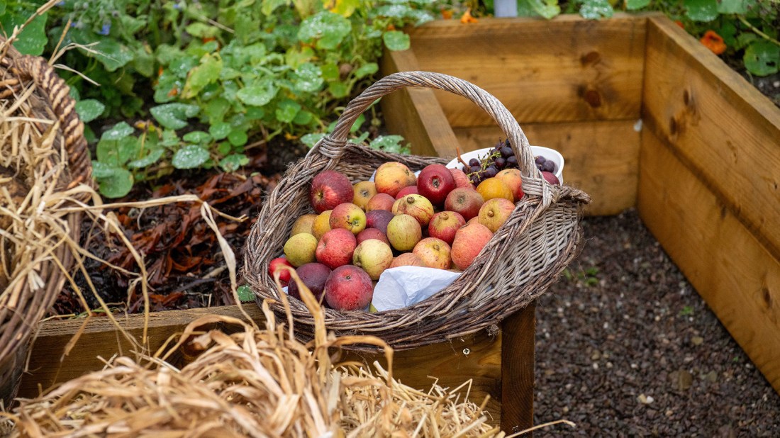 Freshly picked organic heritage apples in wicker basket on garden bench, showing natural fruit varieties in autumn harvest with traditional kitchen garden setting and sustainable growing practices.