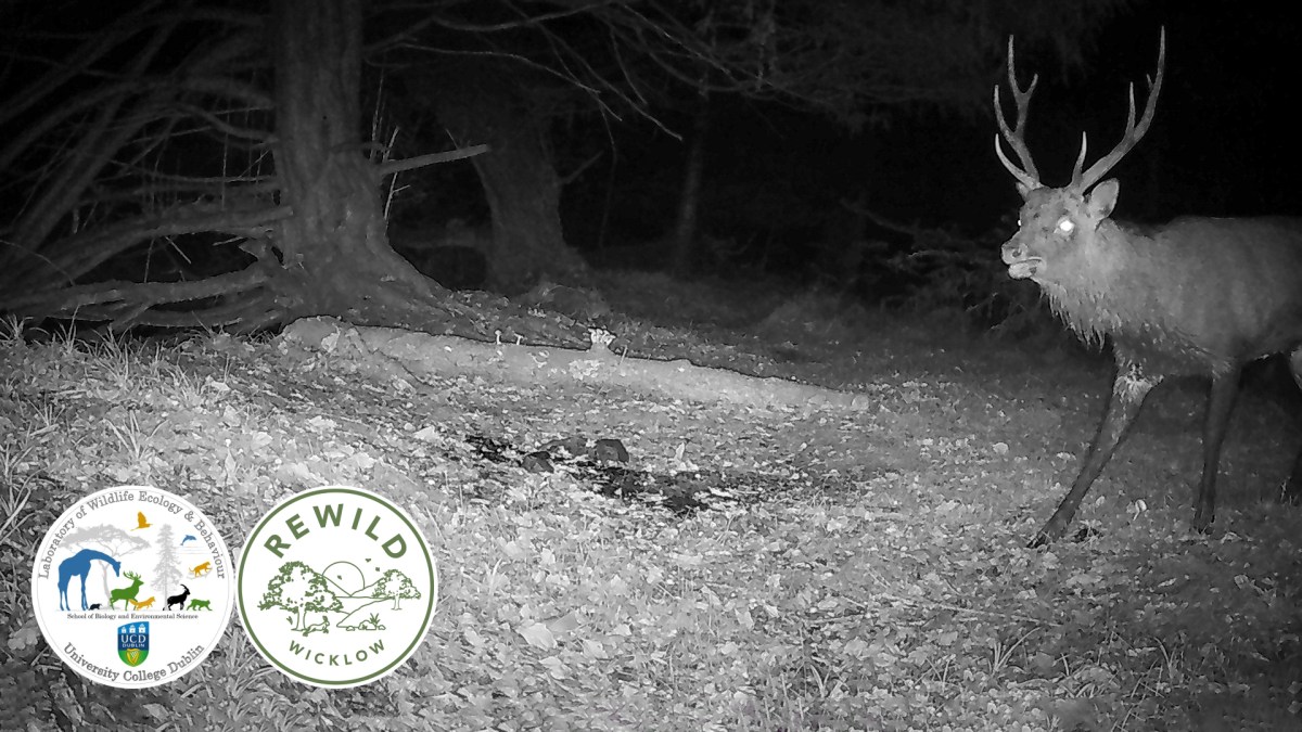 221: Snapshot Europe – Wildlife in Irish Woodlands with Adam F.&nbsp;Smith