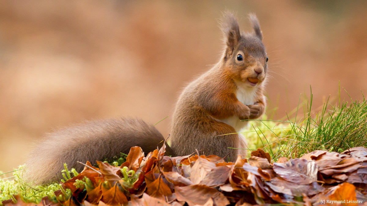 222: Saving Scotland’s Red Squirrels with James&nbsp;Kennedy