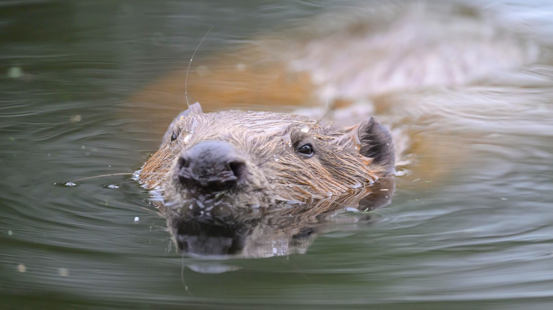 A beaver swimming through calm, dark green water, with only its wet head visible above the surface. The animal faces the camera directly, its coarse, golden-brown fur slicked down with water droplets glistening on it. Its dark, rounded nose, small black eyes, and rounded ears are clearly visible. The background shows soft ripples spreading outward from the animal's movement. Photo by Lynn Bowser courtesy of Tom Bowser.