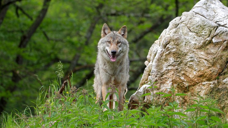 225: How Many Wolves Is Enough with Joachim Mergeay