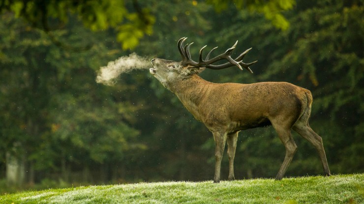 228: Red Deer and Habitat Connectivity with Frank Zabel