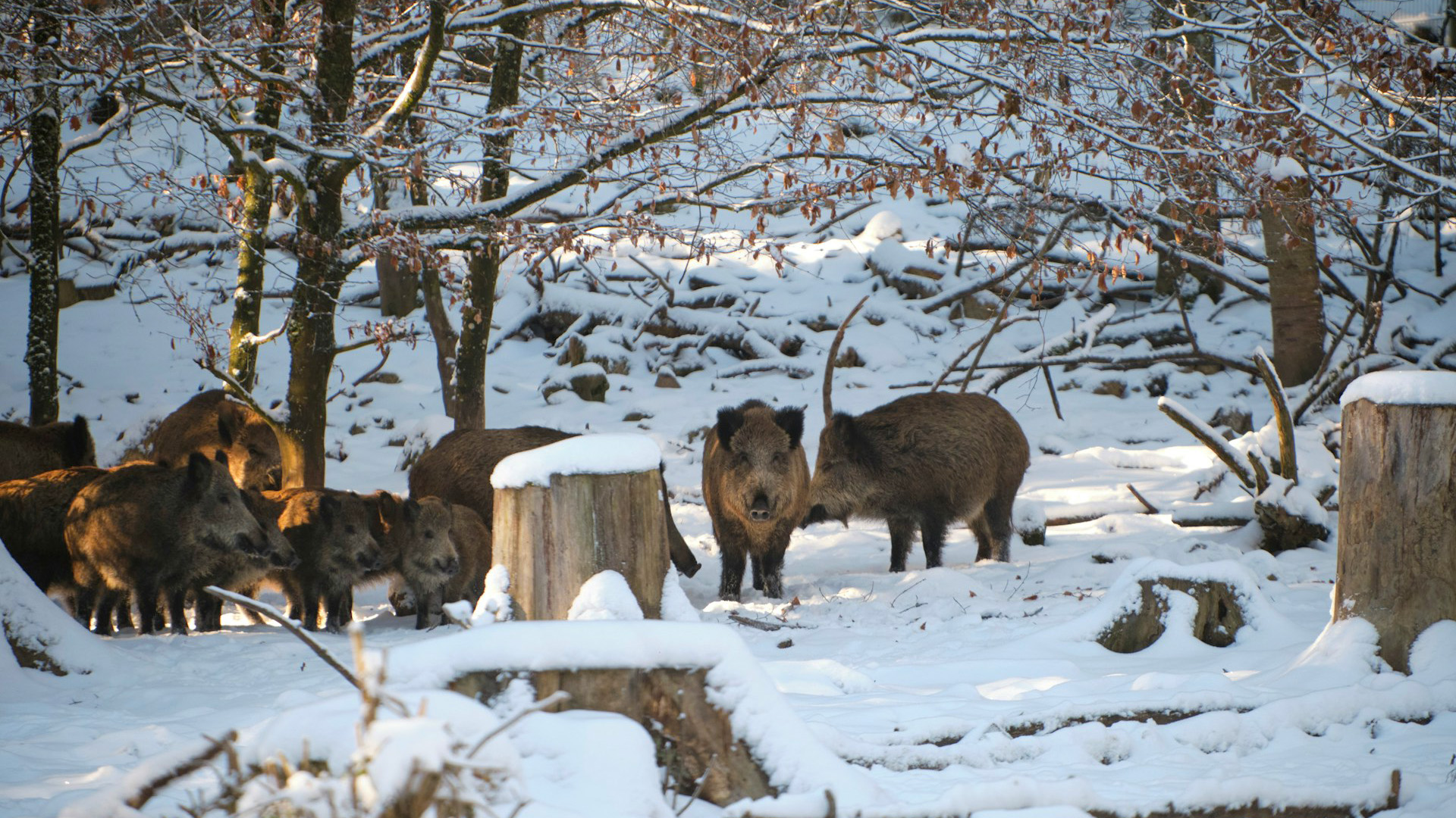 A herd of wild boar, including young ones, gathered among snow-covered tree stumps in a sunlit winter beech forest.